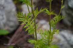 Polemonium caeruleum subsp. himalayanum